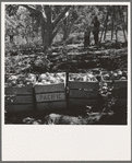 Harvesting pears, Pleasant Hill Orchards. Washington, Yakima Valley. See general caption number 34
