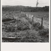 Shows land which Arnold family has cleared and planted in strawberries, fence which they have built, uncleared land adjoining. Western Washington, Thurston County, Michigan Hill. See general caption number 36