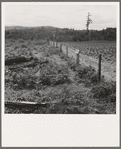 Shows land which Arnold family has cleared and planted in strawberries, fence which they have built, uncleared land adjoining. Western Washington, Thurston County, Michigan Hill. See general caption number 36