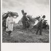 After the bulldozer has taken out and piled the heavy stumps, the family gathers the debris, roots and chunks from the field to the stump pile for burning. Negative made in rain. Western Washington, Thurston County, Michigan Hill