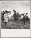 After the bulldozer has taken out and piled the heavy stumps, the family gathers the debris, roots and chunks from the field to the stump pile for burning. Negative made in rain. Western Washington, Thurston County, Michigan Hill