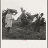 After the bulldozer has taken out and piled the heavy stumps, the family gathers the debris, roots and chunks from the field to the stump pile for burning. Negative made in rain. Western Washington, Thurston County, Michigan Hill