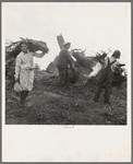 After the bulldozer has taken out and piled the heavy stumps, the family gathers the debris, roots and chunks from the field to the stump pile for burning. Negative made in rain. Western Washington, Thurston County, Michigan Hill