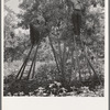 Picking pears. Pleasant Hill Orchard. Washington, Yakima Valley. See general caption number 34