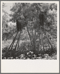 Picking pears. Pleasant Hill Orchard. Washington, Yakima Valley. See general caption number 34