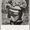 Picker demonstrates how pears are ringed. Washington, Yakima Valley. See general caption number 34