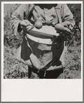Picker demonstrates how pears are ringed. Washington, Yakima Valley. See general caption number 34
