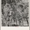 Picking pears. Pleasant Hill Orchards. Washington, Yakima Valley. See general caption number 34