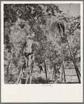 Picking pears. Pleasant Hill Orchards. Washington, Yakima Valley. See general caption number 34