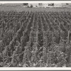 Hop yard on ranch of M. Rivard in French-Canadian colony, three weeks before picking. Yakima Valley, Moxee Valley district, Washington