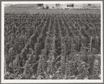 Hop yard on ranch of M. Rivard in French-Canadian colony, three weeks before picking. Yakima Valley, Moxee Valley district, Washington