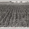 Hop yard on ranch of M. Rivard in French-Canadian colony, three weeks before picking. Yakima Valley, Moxee Valley district, Washington