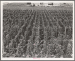 Hop yard on ranch of M. Rivard in French-Canadian colony, three weeks before picking. Yakima Valley, Moxee Valley district, Washington