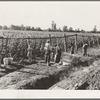 Weighting scales at edge of bean field. Near West Stayton, Marion County, Oregon. General caption number 46