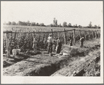 Weighting scales at edge of bean field. Near West Stayton, Marion County, Oregon. General caption number 46