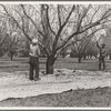 Harvesting on almond ranch, local day labor. Near Walnut Creek, Contra Costa County, California