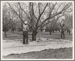 Harvesting on almond ranch, local day labor. Near Walnut Creek, Contra Costa County, California