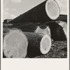 Logs piled in the mill yard. Keno, Klamath County, Oregon. General caption number 61