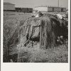 Camp of single men during potato harvest. Note packing shed across the road. Tulelake, Siskiyou County, California. General caption number 63-1