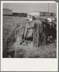 Camp of single men during potato harvest. Note packing shed across the road. Tulelake, Siskiyou County, California. General caption number 63-1