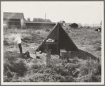 One of the forty potato camps in open field, entering town. Malin, Klamath County, Oregon. General caption number 64