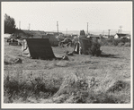 Squatter camp entering potato town. Malin, Klamath County, Oregon. General caption number 64