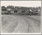 Squatter camp entering potato town. Malin, Klamath County, Oregon. General caption number 64