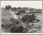 One of the forty potato camps in open field, entering town. Malin, Klamath County, Oregon. General caption number 64