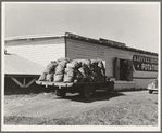 Potato shed during season, across the road from the pickers' camp. Tulelake, Siskiyou County, California. General caption number 63-11