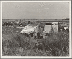 Potato pickers' camp. Tulelake, Siskiyou County, California. General caption number 63-1