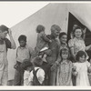 In Farm Security Administration (FSA) migrant labor camp during pea harvest. Family from Oklahoma with eleven children. Father, eldest daughter and eldest son working