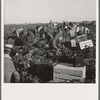 Gang of migratory carrot pullers in field. Wages: fourteen cents per crate of forty eight bunches. Imperial Valley, California