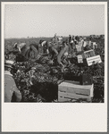 Gang of migratory carrot pullers in field. Wages: fourteen cents per crate of forty eight bunches. Imperial Valley, California