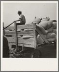 Hop, transported from field to kiln. Near Grants Pass, Josephine County, Oregon. General caption number 45