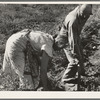 Couple digging their sweet potatoes in the fall. Irrigon, Morrow County, Oregon. General caption 59