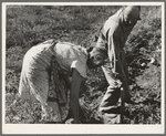 Couple digging their sweet potatoes in the fall. Irrigon, Morrow County, Oregon. General caption 59