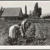 Couple digging their sweet potatoes in the fall. Irrigon, Morrow County, Oregon. General caption 59