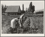 Couple digging their sweet potatoes in the fall. Irrigon, Morrow County, Oregon. General caption 59