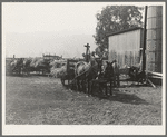 Each farmer brings his own wagon and team for the day's work. Note ensilage cutter cooperatively owned by eight farmers in use. Near West Carlton, Yamhill County, Oregon