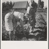 Couple digging their sweet potatoes in the fall. Irrigon, Morrow County, Oregon. General caption number 59