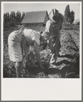Couple digging their sweet potatoes in the fall. Irrigon, Morrow County, Oregon. General caption number 59