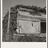 Shows construction of chicken house, sage bush thatched. Dead Ox Flat, Malheur County, Oregon (name: Hull). General caption number 67-111
