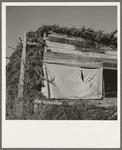 Shows construction of chicken house, sage bush thatched. Dead Ox Flat, Malheur County, Oregon (name: Hull). General caption number 67-111