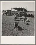 Temporary buildings on Williams' new farm. Dead Ox Flat, Malheur County, Oregon. General caption number 67-111