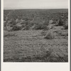 View from the Smith's place across the road, showing uncleared land. Dead Ox Flat. Malheur County, Oregon. General caption 67-111