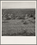 View from the Smith's place across the road, showing uncleared land. Dead Ox Flat. Malheur County, Oregon. General caption 67-111