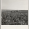 Mr. Roberts harvesting red clover on his forty acre farm. Malheur County, Oregon. General caption number 73