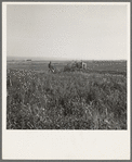 Mr. Roberts harvesting red clover on his forty acre farm. Malheur County, Oregon. General caption number 73