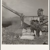 Oklahoman and Missourian working in the same field crew sacking red clover seed, on older settler's ranch. Near Ontario, Malheur County, Oregon
