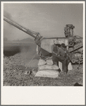 Oklahoman and Missourian working in the same field crew sacking red clover seed, on older settler's ranch. Near Ontario, Malheur County, Oregon